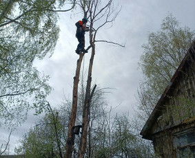 Arboristo paslaugos: medžių pjovimas/genėjimas / Tomas Damulis / Darbų pavyzdys ID 4473802