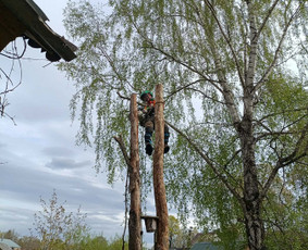 Arboristo paslaugos: medžių pjovimas/genėjimas / Tomas Damulis / Darbų pavyzdys ID 4473804
