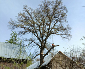 Arboristo paslaugos: medžių pjovimas/genėjimas / Tomas Damulis / Darbų pavyzdys ID 4473806
