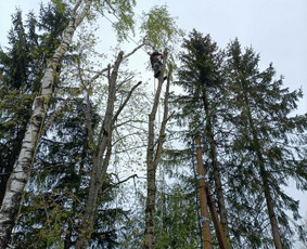 Arboristo paslaugos: medžių pjovimas/genėjimas / Tomas Damulis / Darbų pavyzdys ID 4473808