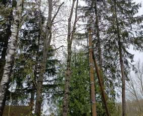 Arboristo paslaugos: medžių pjovimas/genėjimas / Tomas Damulis / Darbų pavyzdys ID 4473810