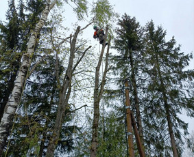 Arboristo paslaugos: medžių pjovimas/genėjimas / Tomas Damulis / Darbų pavyzdys ID 4473812