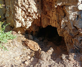 Arboristo paslaugos: medžių pjovimas/genėjimas / Tomas Damulis / Darbų pavyzdys ID 4473814
