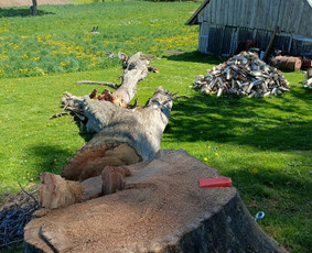 Arboristo paslaugos: medžių pjovimas/genėjimas / Tomas Damulis / Darbų pavyzdys ID 4473816