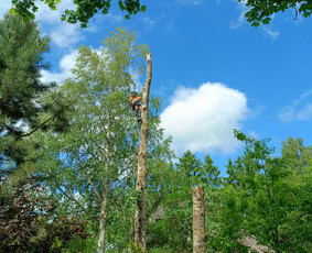 Medžių genėjimas, pjovimas - Arboristo paslaugos: medžių pjovimas/genėjimas - 4