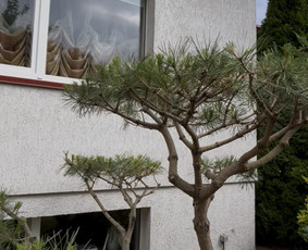 Medžių genėjimas, pjovimas - Dekoratyvinių medelių formavimas.niwaki.bonsai. - 3