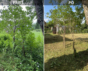 Aplinka, sodas - Sklypų tvarkymas: medžių ir krūmų pjovimas su i&scaron;vežimu. - 4