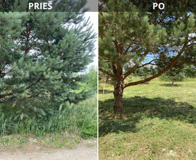 Tradiciniai amatai - Sklypų tvarkymas: medžių ir krūmų pjovimas su i&scaron;vežimu. - 4