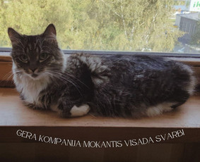 Anglų kalba internetu - Anglų kalba mokyklai, kelionėms, darbui - 2