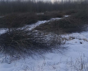 Medžių genėjimas, pjovimas - Perkame krūmus biokuro gamybai - 2