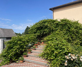 Aplinkos priežiūra / Žolės pjovimas / Sodininkas / Edvinas / Darbų pavyzdys ID 4482914