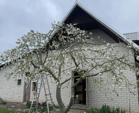 Aplinkos priežiūra / Žolės pjovimas / Sodininkas / Edvinas / Darbų pavyzdys ID 4482926