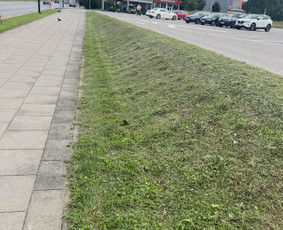 Aplinka, sodas - Žolės pjovimas trimeriu - 2