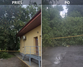 Aplinka, sodas - Avarinių medžių pjovimas, Medžių genėjimas, Žolės pjovimas - 4