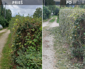 Aukštos, apleistos (apleistų sklypų) žolės pjovimas trimeriu / Rytis / Darbų pavyzdys ID 4490388