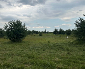 Žolės pjovimas / mulčiavimas/apleistų sklypų priežiūra / projectSDT / Darbų pavyzdys ID 4492606