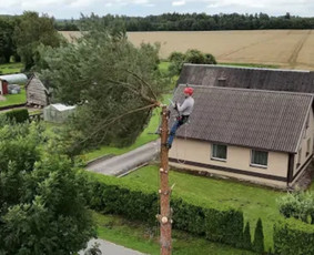 Aplinkos tvarkymas, apželdinimas - Pavojingų medžių genėjimas, pjovimas. - 4