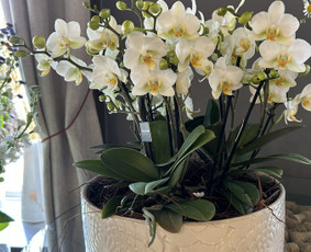 Puokštės Dekoras Floristika Gėlių pristatymas / BloomJazz studija / Darbų pavyzdys ID 4493346