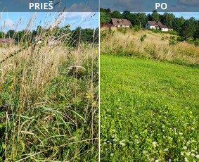 Vejos,žolės,pievų pjovimas nuo 10 arų iki kelių hektarų / Sergejus / Darbų pavyzdys ID 4500681
