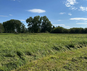 Vejos priežiūra, įrengimas - Žolės pjovimas / mulčiavimas/apleistų sklypų priežiūra - 3