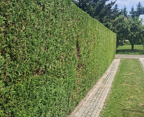 Aplinkos tvarkymas, apželdinimas - Gyvatvorių,vaismedžių karpymas Jonavoje ir Kauno apskrityje - 1