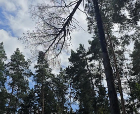 Auk&scaron;talipiai - Auk&scaron;talipys, pjaunu medžius nuo žemės ir ne tik - 1