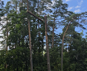 Auk&scaron;talipiai - Auk&scaron;talipys, pjaunu medžius nuo žemės ir ne tik - 2