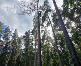 Auk&scaron;talipiai - Auk&scaron;talipys, pjaunu medžius nuo žemės ir ne tik - 4
