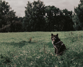 Asmeninės, augintinių, moto fotosesijos Kaune / Evaldas Slažinskas / Darbų pavyzdys ID 4522737