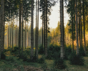 Mi&scaron;kininkai - Perkame mi&scaron;ką i&scaron;sikirtimui visoje Lietuvoje - 2