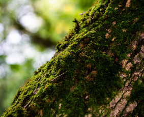 Mi&scaron;kininkai - Perkame mi&scaron;ką i&scaron;sikirtimui visoje Lietuvoje - 4
