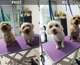 &Scaron;unų, kačių kirpyklos - Vikigroom &scaron;uniukų kirpėja, &scaron;unų nukailinimas - 1
