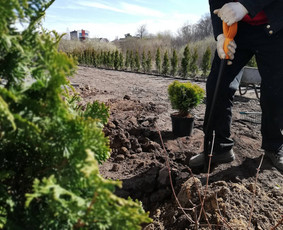 Laistymo sistemos, apželdinimas, projektavimas - Augalų ir medelių sodinimas - 3 Augalų ir medelių sodinimas - Laistymo sistemos, apželdinimas, projektavimas - 3