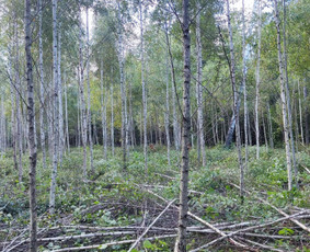 Kitos įvairios paslaugos - Jaunuolynų ugdymas, medelių sodinimas, repelentai - 1