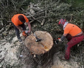 Avarinių medžių pjovimas - Medžių Pjovimas I&scaron;vežimas Gyvatvorių Kirpimas - 2