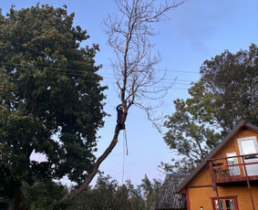 Avarinių medžių pjovimas - Arboristo paslaugos - medžių genėjimas, pjovimas, i&scaron;vežimas - 3