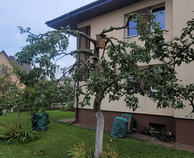 Vaismedžių genėjimas - Vaismedžiu genėjimas,tuju gyvatvorių,krūmų kirpimas! - 1