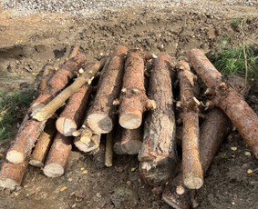 Tradiciniai amatai - Sklypų valymas, žolės pjovimas, krūmų ir medžių pjovimas - 1