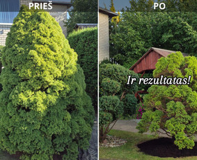 Drenažo įrengimas - Genėjimas, pjovimas, sodinimas, trinkelių klojimas - 1
