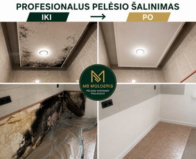 Pelėsio naikinimas - Pelėsio ir grybų naikinimas - 1
