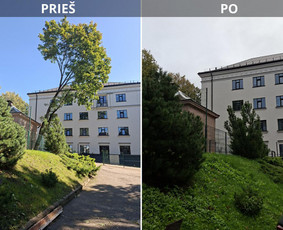 Medžių genėjimas, pjovimas - Medžių pjovimas ir genėjimas - 1