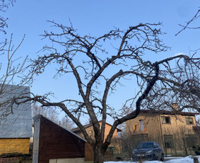 Vaismedžių genėjimas - Vaismedžių genėjimas, gyvatvorių formavimas - 4