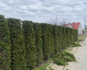 Vaismedžių genėjimas - Vaismedžių genėjimas, gyvatvorių formavimas - 1