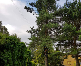 Arboristo paslaugos. Medžių pjovimas, kelmų naikinimas / Mantas Gerulis / Darbų pavyzdys ID 985759