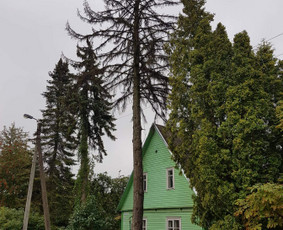 Arboristo paslaugos. Medžių pjovimas, kelmų naikinimas / Mantas Gerulis / Darbų pavyzdys ID 985767