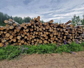 Malkos: gamyba, pristatymas - Beržinės malkos - 1