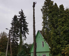 Arboristo paslaugos. Medžių pjovimas, kelmų naikinimas / Mantas Gerulis / Darbų pavyzdys ID 985773