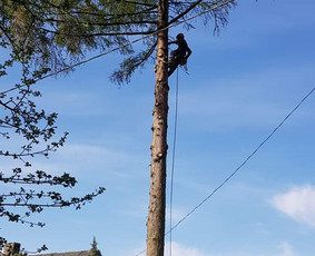 Arboristo paslaugos. Medžių pjovimas, kelmų naikinimas / Mantas Gerulis / Darbų pavyzdys ID 985777