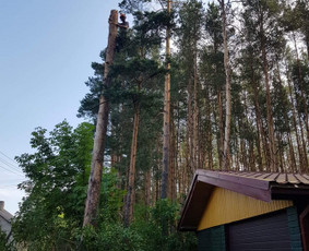 Arboristo paslaugos. Medžių pjovimas, kelmų naikinimas / Mantas Gerulis / Darbų pavyzdys ID 985781