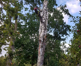 Arboristo paslaugos. Medžių pjovimas, kelmų naikinimas / Mantas Gerulis / Darbų pavyzdys ID 985789
